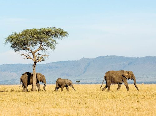 Elephants-Serengeti-Safari-timbuktu-1 (1)