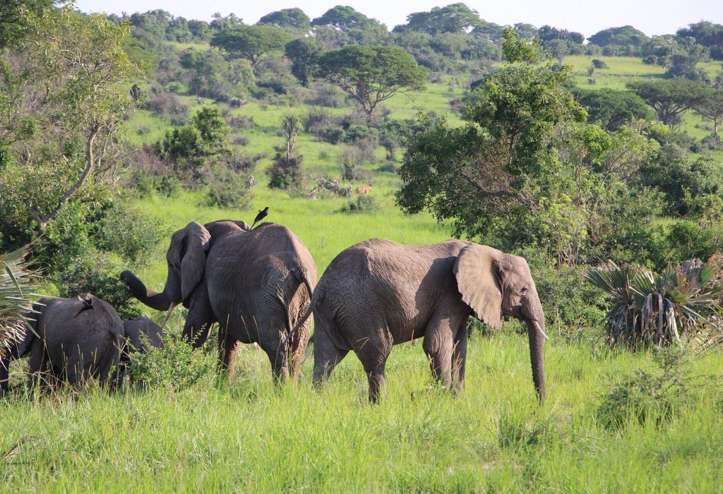 Elephants-in-Murchison-Falls-National-Park