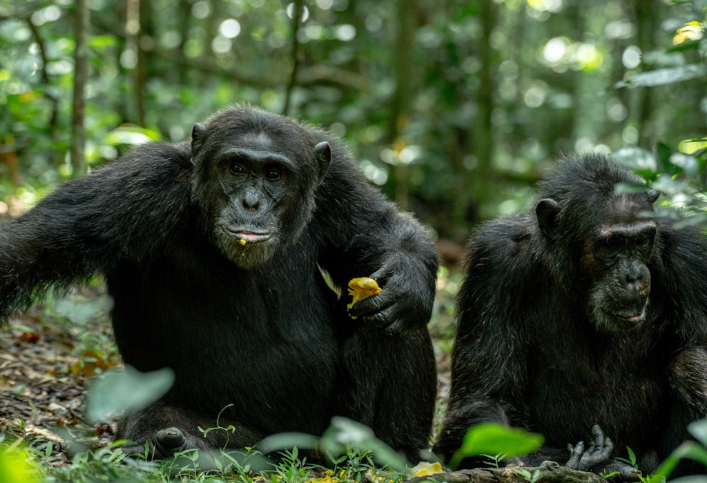 Kibale-chimpanzees