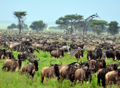 Wildebeest-Migration--Africa-Overland-Safaris--Africa-Lodge-Safaris--Africa-Tours--On-The-Go-Tours-228091391086326_crop_1280_1024
