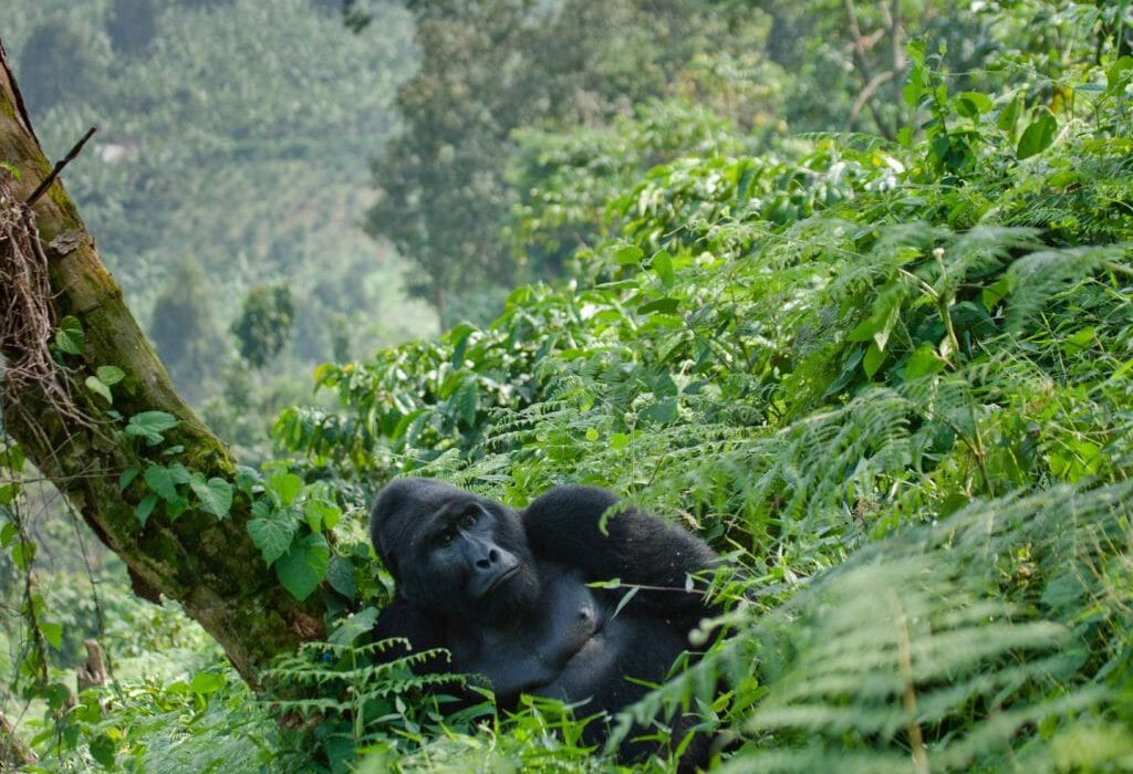 dominant-male-mountain-gorilla-grass-bwindi-impenetrable-np-1024x768-1.jpg